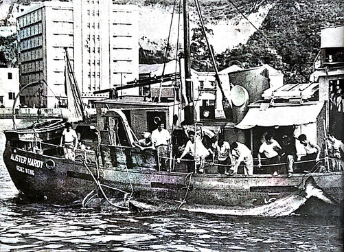 The dead whale was tied onto the Research Vessel Alister Hardy and towed to Aberdeen on April 12, 1955. (Photo credit: Spectrum, No. 4, May 1955)